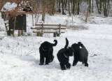 Hannah, Bolshaya und Gismo