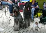 Catinka, Chica und Lilli Catinka, Chica und Lilli
