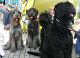 Catinka, Chica, Nadjuscha und Cairon Catinka, Chica, Nadjuscha und Cairon