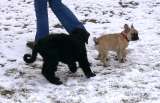 Mit der Hundeschule Mit der Hundeschule