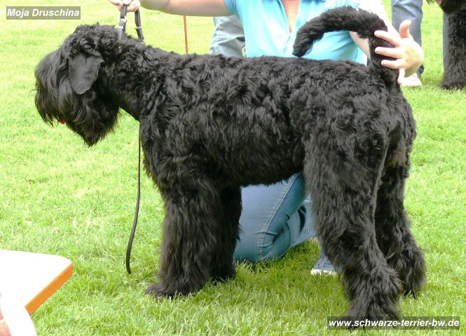 20090521_125620_Bolle