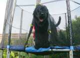 Bolle