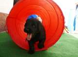 Tunnel... Tunnel...