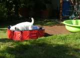 Lilli testet den Pool... Lilli testet den Pool...