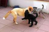 Sam, Catinka und Maggie Sam, Catinka und Maggie