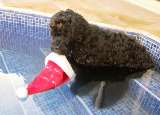 Oppi hat den Weihnachtsmann gesehen....