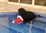 Oppi und der Weihnachtsmann
